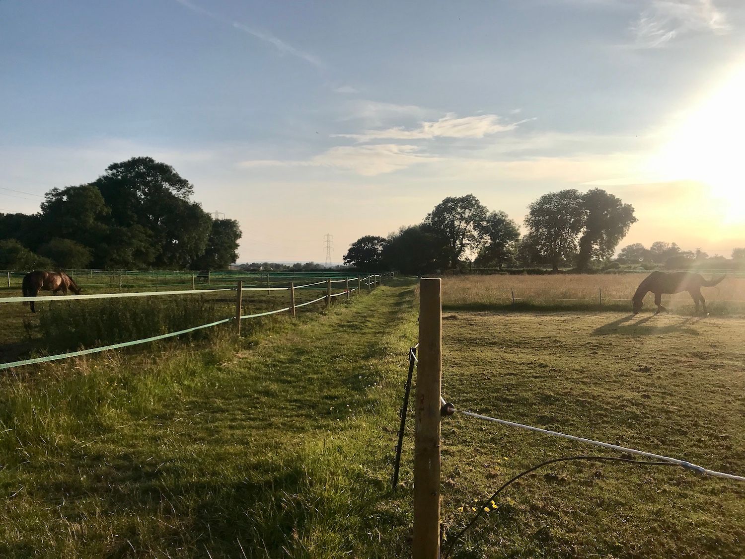 Horses grazing in post-and-rail paddocks at sunset on the Somerset Levels