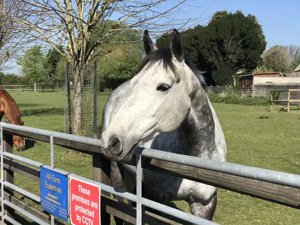 A dappled grey horse looking over a paddock gate
