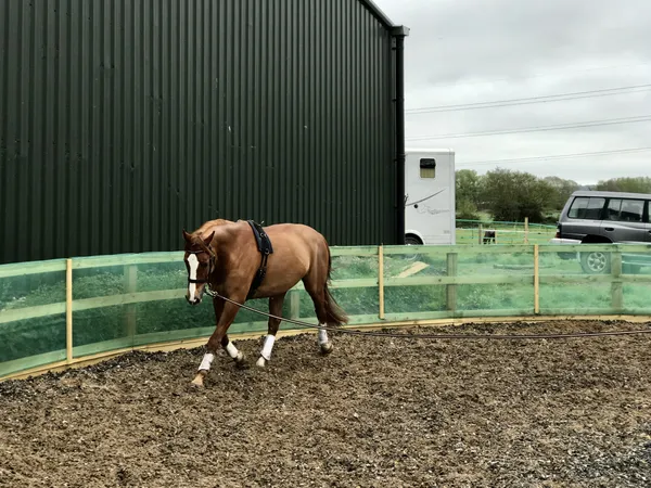 A chestnut horse working in the lunge pen